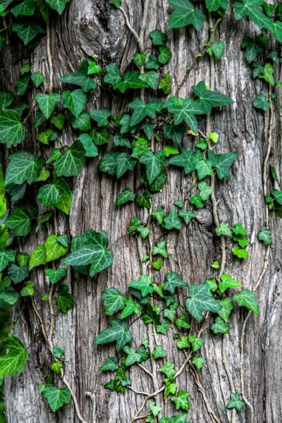 [jpeg] Abstract background bark board detail foliage growth Free stock photos 2.87MB