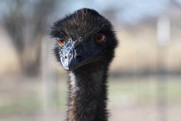 [jpeg] Animal baby bird cat curiosity curious emu eyes Free stock photos 198.83KB