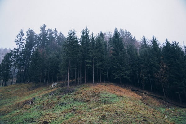 [jpeg] Autumn conifer evergreen fall fog forest landscape Free stock photos 4.07MB