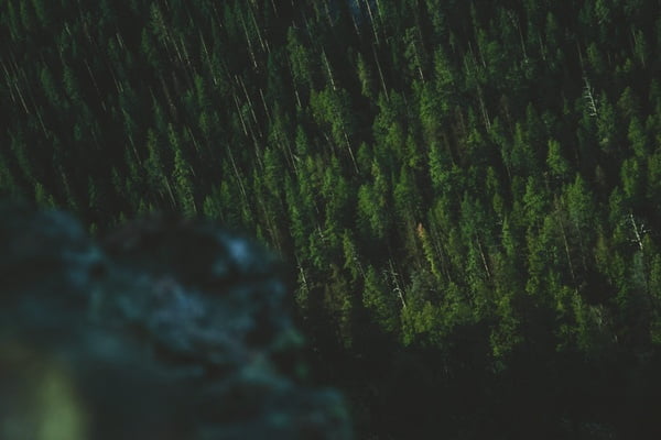 [jpeg] Background blur conifer daytime evergreen forest Free stock photos 476.85KB