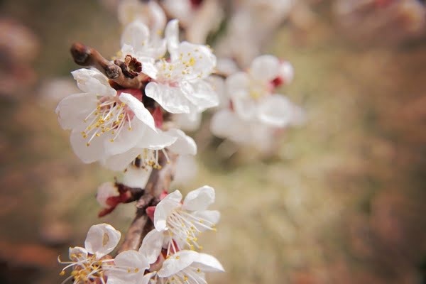[jpeg] Beautiful bee bloom blossom branch cherry delicate Free stock photos 1.57MB