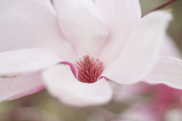 [jpeg] Bloom blur color delicate flor flower garden growth Free stock photos 7.71MB