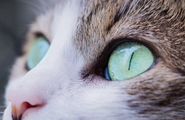 [jpeg] Closeup of cat with green eyes Free stock photos 2.23MB