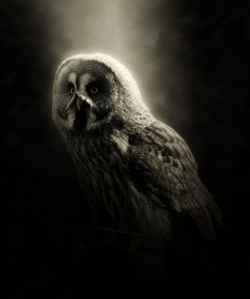 [jpeg] Closeup of wild owl in darkness Free stock photos 1.53MB