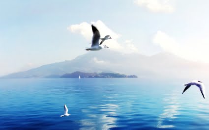 [jpeg] Seagulls in Switzerland Wallpapers