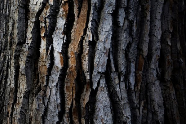 [jpeg] Tree bark texture Free stock photos 4.93MB