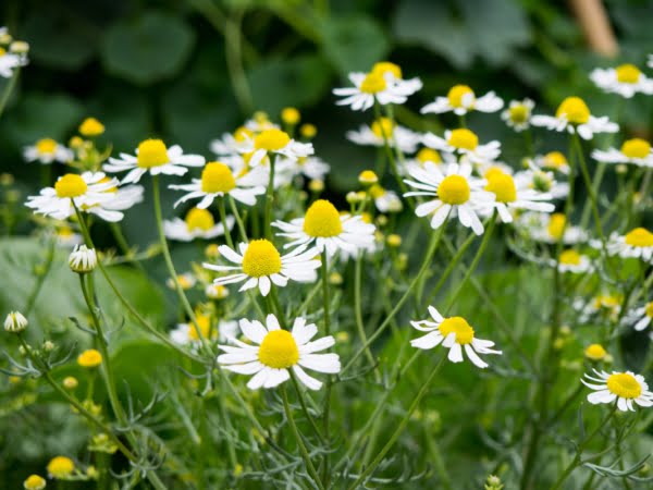 [jpeg] White and yellow flowers 3 Free stock photos 6.30MB