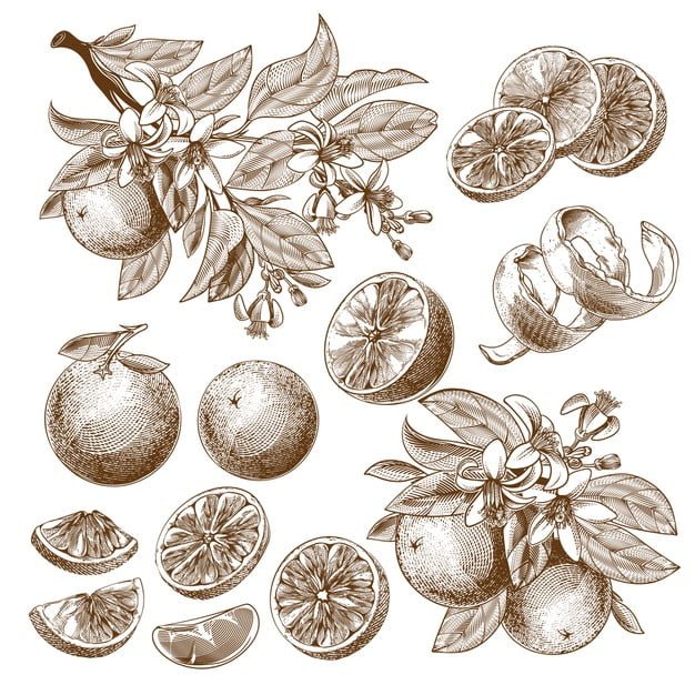 [ai] Illustration of orange fruit, blooming flowers, leaves and branches vintage monochrome drawing. Free Vector