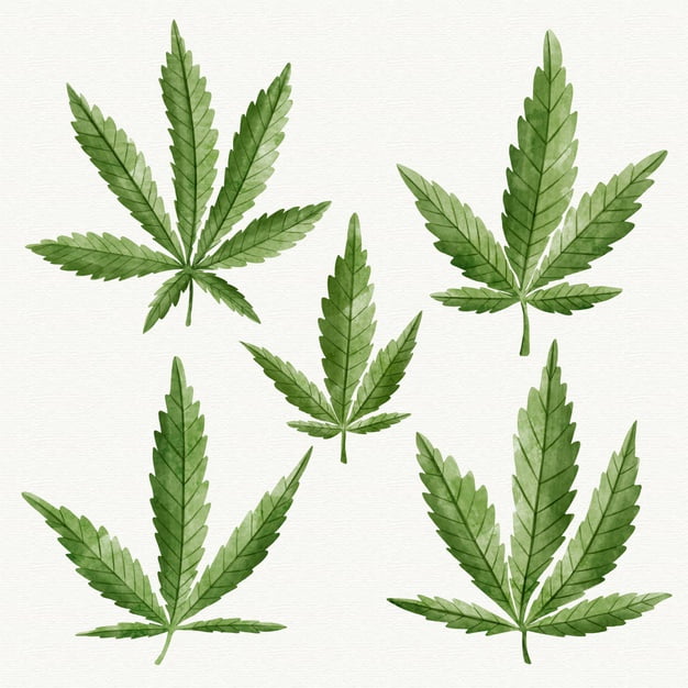 [ai] Watercolor cannabis leaves Free Vector