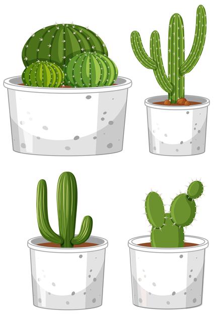 [ai] Set of different cactus in pot on white background Free Vector