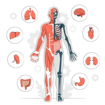 [ai] Body anatomy concept illustration Free Vector