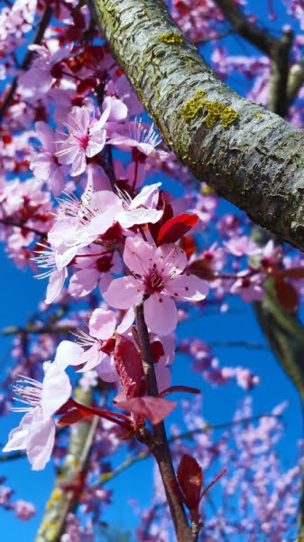 [jpeg] Closeup of natural cherry blossom on tree Free stock photos 4.03MB